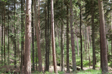 Fototapeta na wymiar Forest Trees