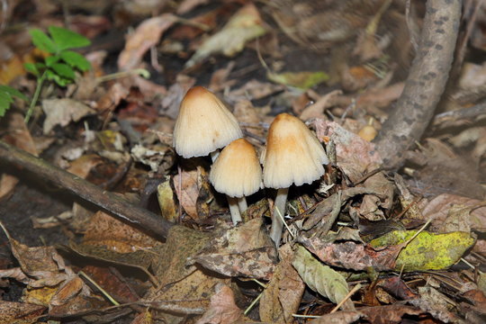 mushroom of toadstool in the forest