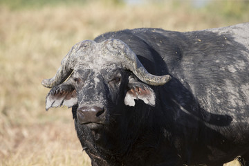 Obraz premium Old Cape Buffalo along a river in Botswana Africa