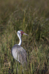 African Waddles Cranes at wetland in Botswana