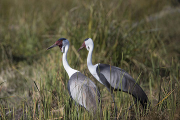 Obraz premium African Waddles Cranes at wetland in Botswana