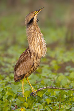 American Bittern (Botaurus lentiginosus) at Brazos Bend State Park, Texas, United States of America