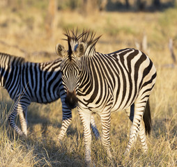 Fototapeta na wymiar Zebra at sunset in Botswana Africa