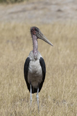 Marabou stork in Botswana Africa