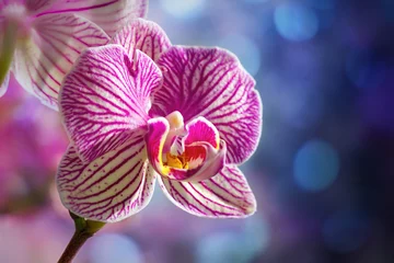 Fotobehang Orchideeën © Tanja