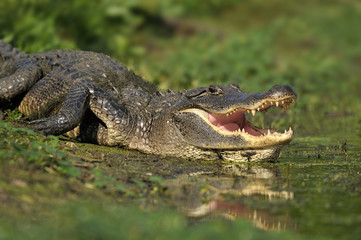 Alligator at Brazos Bend State Park, Texas, United States of America