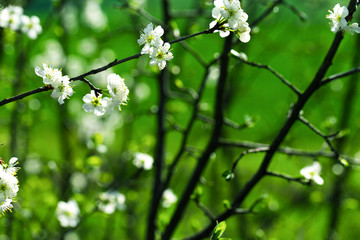 White tree flowers in spring