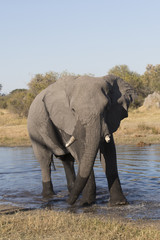 Fototapeta premium Elephant near watrer in Botswana Africa