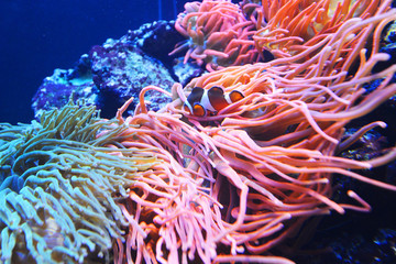 Fototapeta na wymiar marine aquarium