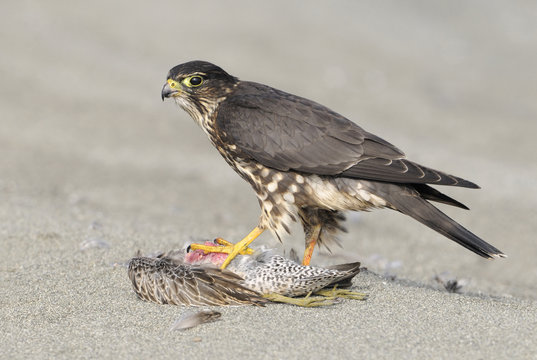 Merlin falcon at Dungenous Spit WA