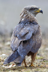 Black Kite Milvus migrans