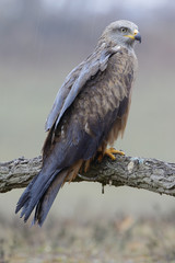 Obraz premium Black Kite Milvus migrans