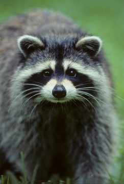 Raccoon (Procyon lotor) Adult. Two of the raccoon's most distinctive features are its extremely dexterous front paws and its facial mask. Central Ontario, Canada.
