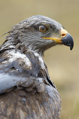 Black Kite Milvus migrans. portrait