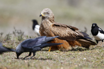 Fototapeta premium Black Kite Milvus migrans