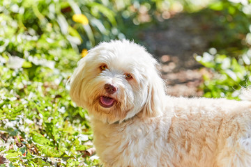 White havanese dog standing in the forest