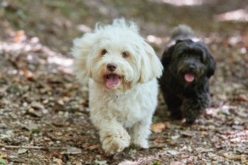 Black and white havanese dog in the forest