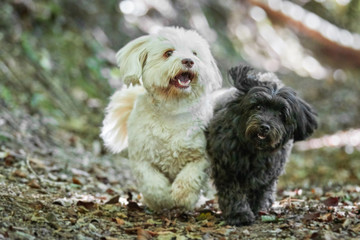 Black and white havanese dog in the forest
