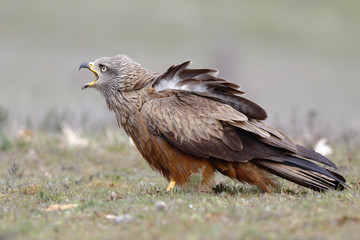 Black Kite Milvus migrans