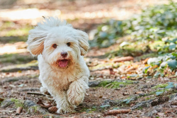 White havanese dog running to the camera in the forest