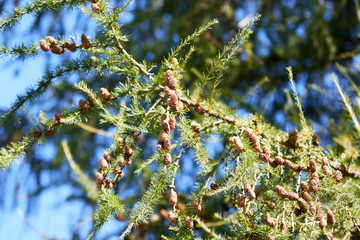 Larch cones on a forest tree