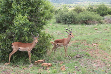 Springbok