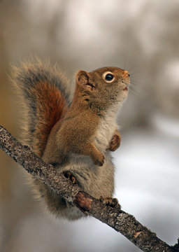 American red squirrel (Tamiasciurus hudsonicus) at the Nisbet Forest, Saskatchewan