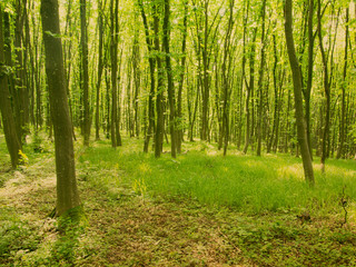 Fototapeta na wymiar beautiful green forest