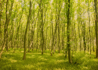 beautiful green forest