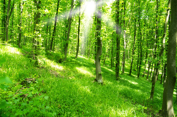 Obraz premium green forest