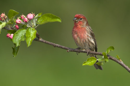 House finch (Carpodacus mexicanus) on budding apple tree branch, Victoria, Vancouver Island, British Columbia, Canada