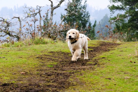 A 12 week old purebred Golden Retriever puppy retrieving a stick.