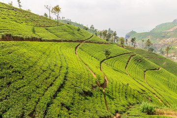 View of the great tea fields in Sri Lanka and its famous tea plants