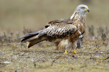 Red Kite, Milvus milvus