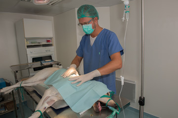 Le vétérinaire prépare son opération sur un animal anesthésié ;