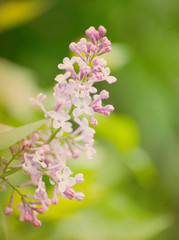  flowers in spring