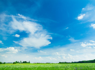 field of grass and perfect sky