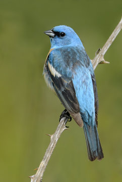Lazuli bunting (Passerina amoena) in Mount Tolmie Park, Saanich, British Columbia, Canada