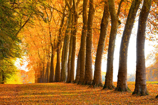 Fototapeta allée de platanes en automne
