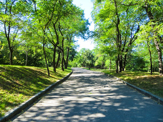 Lane in park
