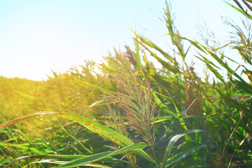 Green grass in the rays of the setting sun
