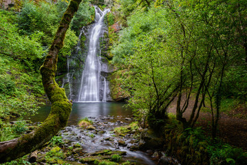 Waterfall and mossy tree © Luis Vilanova