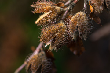 Buche - Buchecker im Herbst