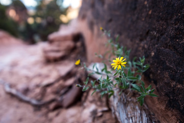 Yellow desert flower