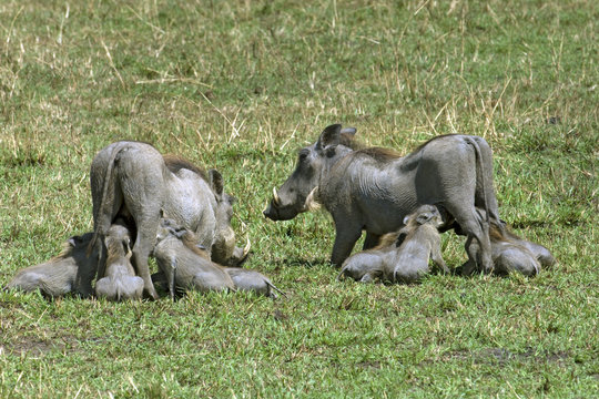 Mother warthog (Phacochoerus aethiopicus) and piglets nursing, East Africa