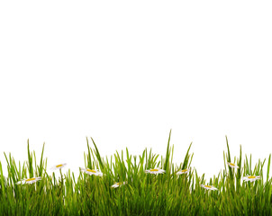 Fototapeta premium Green grass with daisy flowers isolated on white, summer background