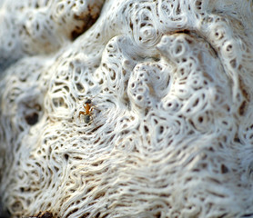 Ant on tree root
