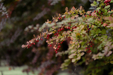 Barberry bush twigs  with red berries in autumn