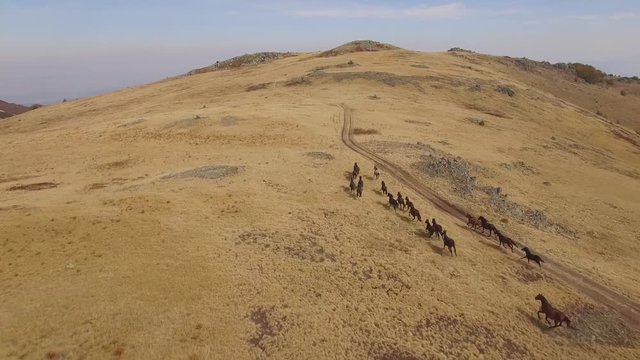 Horses gallop in yellow field at the top of the mountain. Drone follows them.