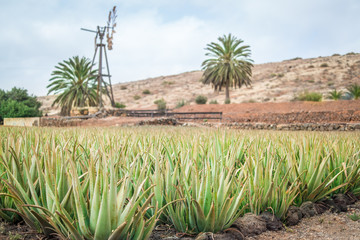 Aloe Vera Plantage auf Fuerteventura; Kanarische Inseln